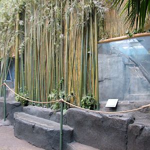 Tropic World - Africa - Future Red-tailed Guenon Exhibit