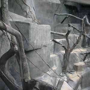 Tropic World - Africa - Future Red-tailed Guenon Exhibit