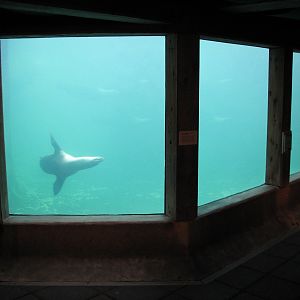 Pinniped Point - Underwater Viewing Room