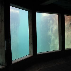 Pinniped Point - Underwater Viewing Room