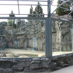 Pinniped Point - California Sea Lion Exhibit 1