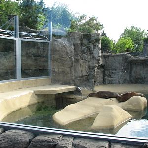 Pinniped Point - California Sea Lion Exhibit 1