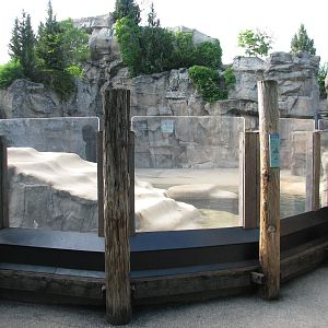 Pinniped Point - California Sea Lion Exhibit 2