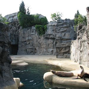 Pinniped Point - California Sea Lion Exhibit 2