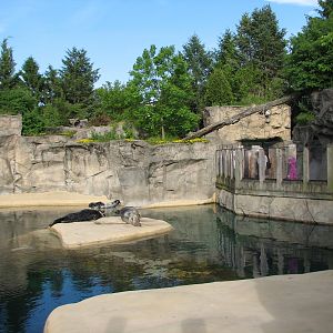 Pinniped Point - California Sea Lion and Gray Seal Exhibit