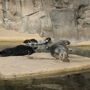 Pinniped Point - California Sea Lion and Gray Seal Exhibit