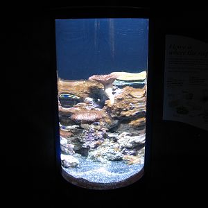 The Living Coast - Sea Floor Exhibit