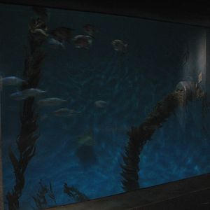 The Living Coast - Open Ocean Exhibit
