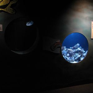 The Living Coast - Moon Jelly and Brine Shrimp Exhibits