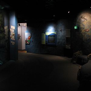 The Living Coast - Kelp Forest Exhibit Viewing Area