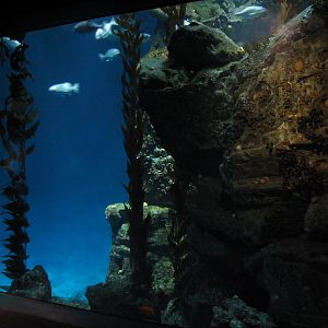 The Living Coast - Kelp Forest Exhibit