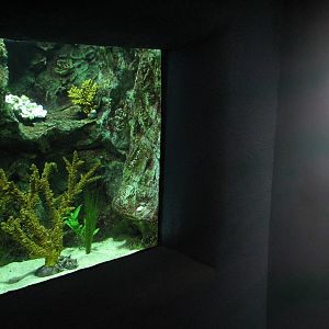 The Living Coast - Lined Seahorse Exhibit