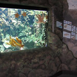 The Living Coast - Tidepool Exhibit