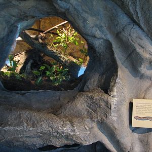The Living Coast - Boa Constrictor Exhibit