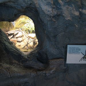 The Living Coast - Tarantula Exhibit