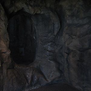 The Living Coast - Vampire Bat Exhibit Cave