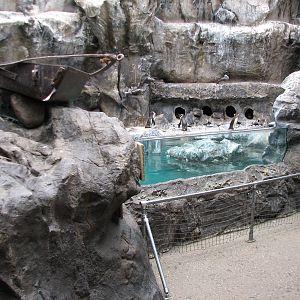 The Living Coast - Rocky Shores Bird Exhibit