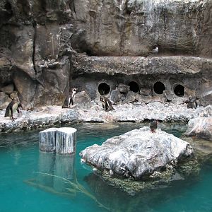 The Living Coast - Rocky Shores Bird Exhibit - Humboldt Penguin