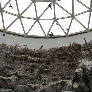 The Living Coast - Rocky Shores Bird Exhibit