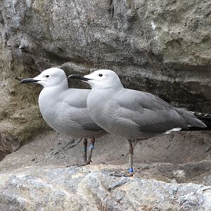 The Living Coast - Rocky Shores Bird Exhibit - Grey Gull