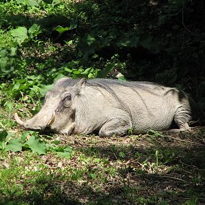 Habitat Africa! The Savannah - Warthog