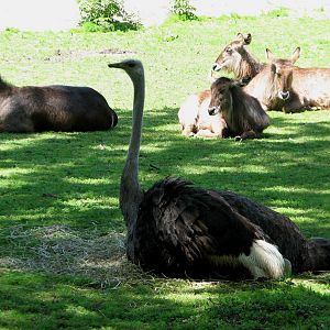 Habitat Africa! The Savannah - Ostrich and Waterbuck
