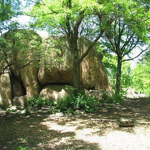 Habitat Africa! The Savannah - African Wild Dog Exhibit