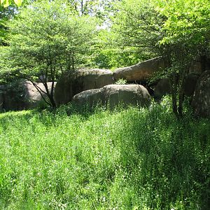 Habitat Africa! The Savannah - African Wild Dog Exhibit