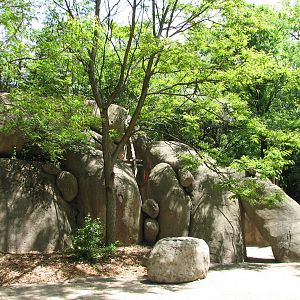 Habitat Africa! The Savannah - Kopje