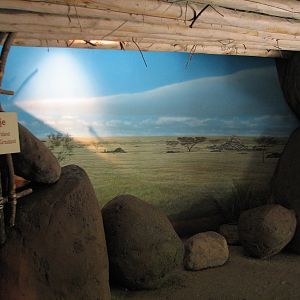 Habitat Africa! The Savannah - Kopje Exhibit Building Foyer