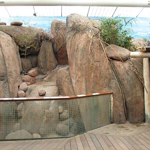 Habitat Africa! The Savannah - Klipspringer and Birds Exhibit 1