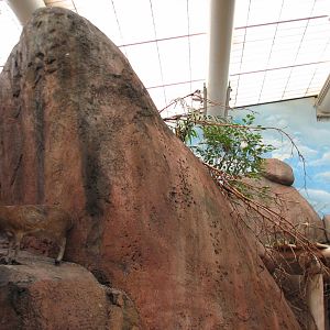 Habitat Africa! The Savannah - Klipspringer and Birds Exhibit 1