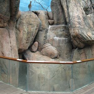 Habitat Africa! The Savannah - Klipspringer and Birds Exhibit 2