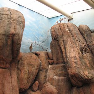 Habitat Africa! The Savannah - Klipspringer and Birds Exhibit 2