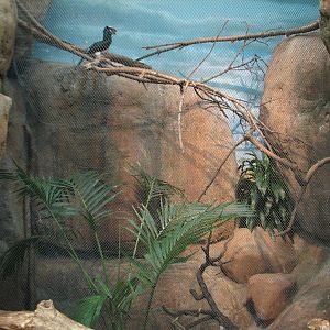 Habitat Africa! The Savannah - Trumpeter Hornbill Exhibit