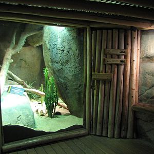 Habitat Africa! The Savannah - Empty and Pancake Tortoise and Plated Lizard