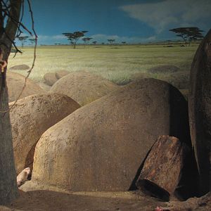 Habitat Africa! The Savannah - Dwarf Mongoose Exhibit