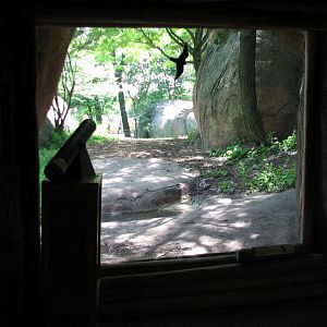 Habitat Africa! The Savannah - African Wild Dog Exhibit View from Building