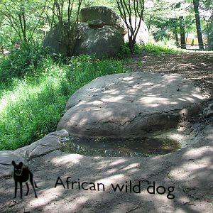 Habitat Africa! The Savannah - African Wild Dog Exhibit View from Building