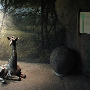 Habitat Africa! The Savannah - Giraffe Bedroom Viewing Area