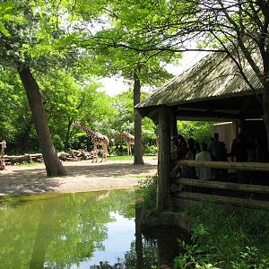 Habitat Africa! The Savannah - Reticulated Giraffe Exhibit