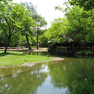 Habitat Africa! The Savannah - Reticulated Giraffe Exhibit