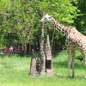 Habitat Africa! The Savannah - Reticulated Giraffe Exhibit