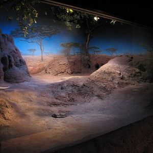 Habitat Africa! The Savannah - Aardvark Exhibit