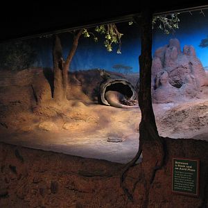Habitat Africa! The Savannah - Aardvark Exhibit