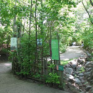 Habitat Africa! The Forest - Path