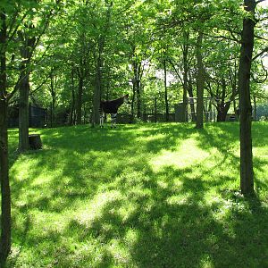 Habitat Africa! The Forest - Okapi Exhibit 1