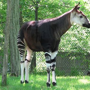 Habitat Africa! The Forest - Okapi