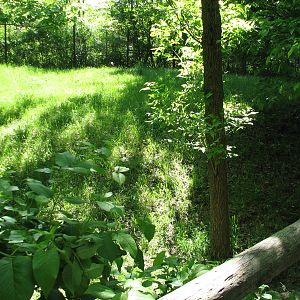 Habitat Africa! The Forest - Yellow-backed Duiker Exhibit