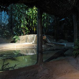 Habitat Africa! The Forest - Dwarf Crocodile Exhibit